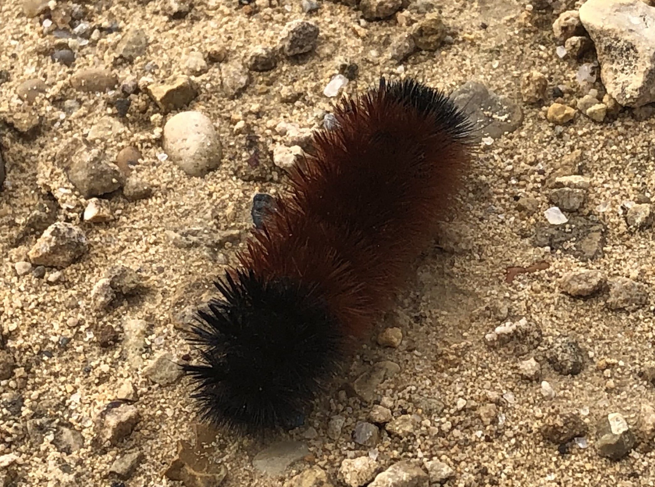 picture of caterpillar